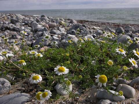 Image of false mayweed