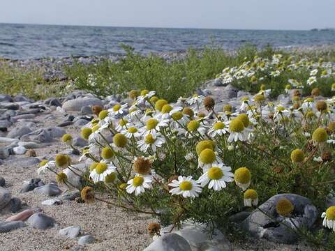 صورة Tripleurospermum maritimum subsp. maritimum