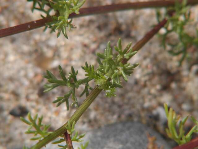 Sivun Tripleurospermum maritimum subsp. maritimum kuva
