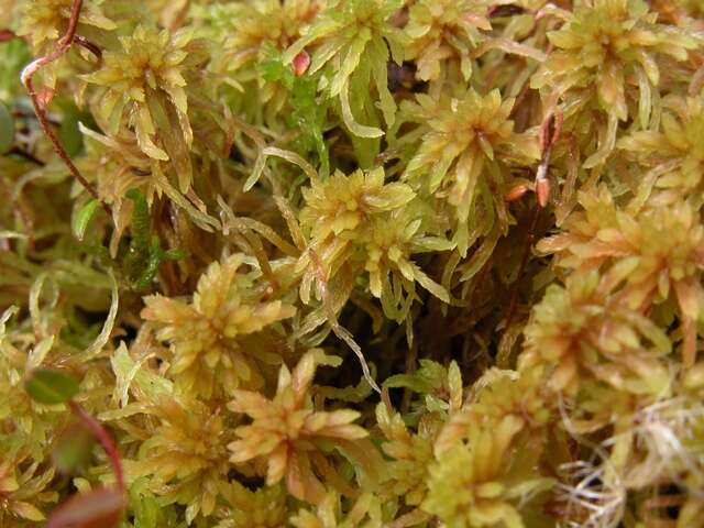 Image of Peat mosses