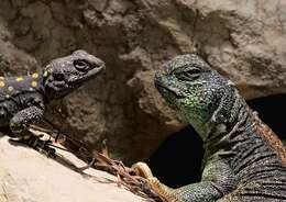 Uromastyx thomasi Parker 1930 resmi