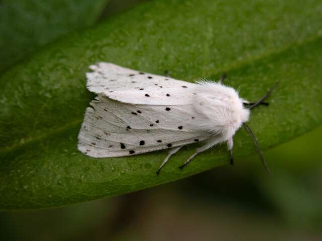 Image of white ermine