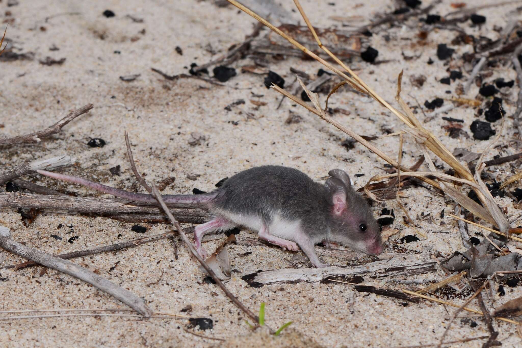 Image of long-tailed pouched rat