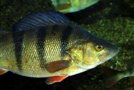 Image of perch