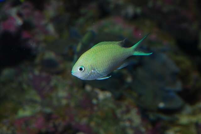 Image of Chromis Fishes