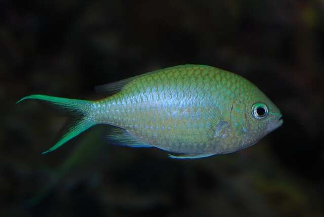 Image of Chromis Fishes