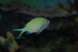 Image of Chromis Fishes