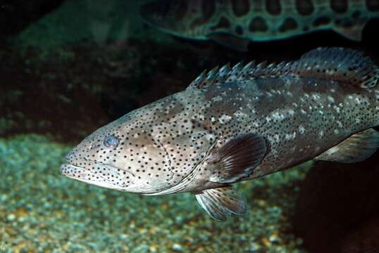 Image of Malabar Grouper