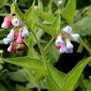 Image of prickly comfrey