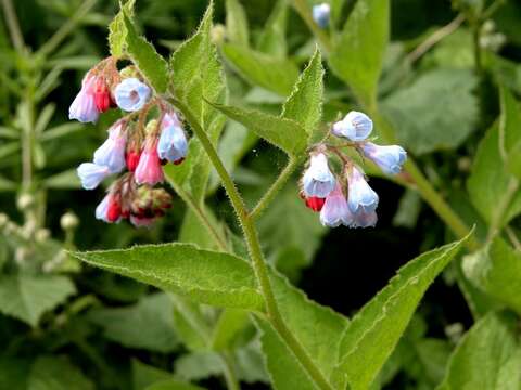 Image of prickly comfrey