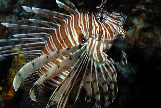 Image of Pterois