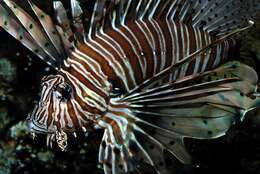 Image of Pterois