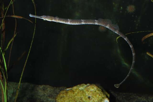 Image of seaweed pipefish