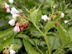 Image of prickly comfrey