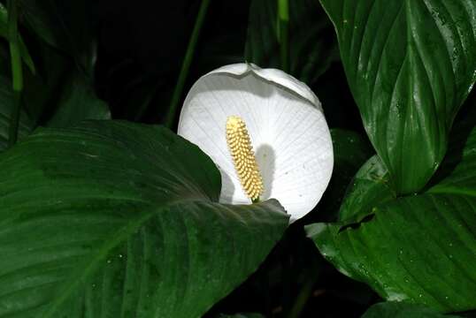 Image of arum family