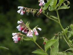 Image of prickly comfrey
