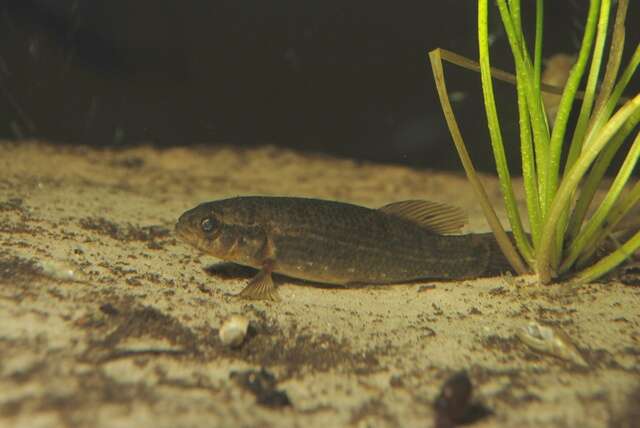 Image of mudminnows