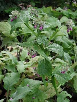 Image of boneset