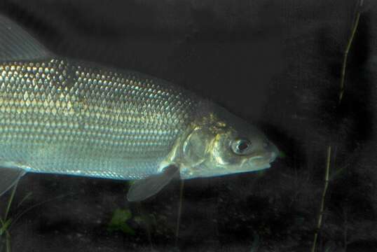 Image of whitefish