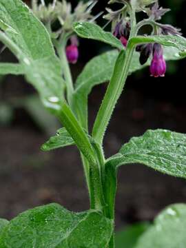 Image of boneset