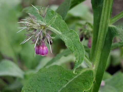 Plancia ëd Symphytum officinale L.