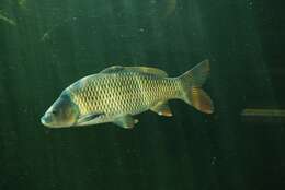 Image of Common carps