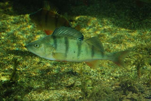 Image of perch