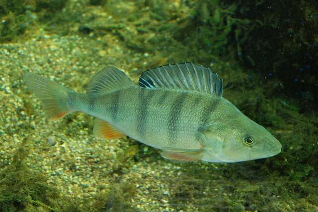 Image of perch