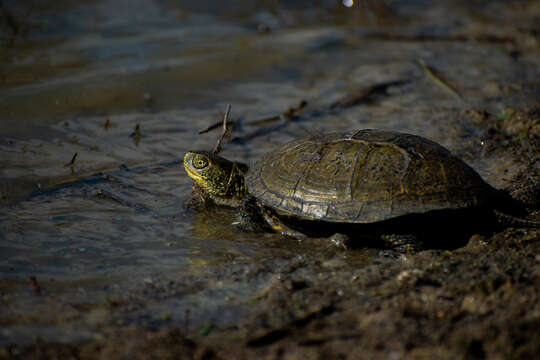 Image of Sicilian Pond Turtle