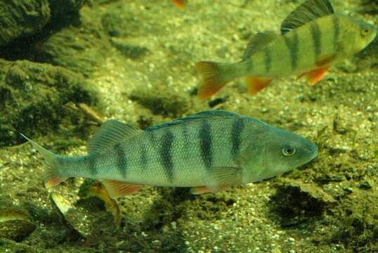 Image of perch