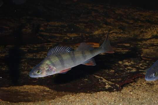 Image of perch