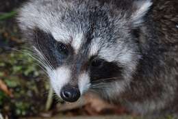 Image of Raccoons