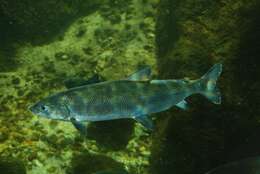 Image of whitefish