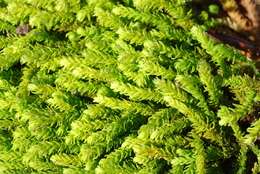 Image of anomodon moss