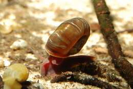 Sivun unclassified Gastropoda kuva