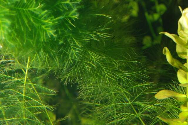 Image of water milfoil family