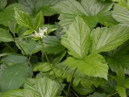 Image of Stone Bramble