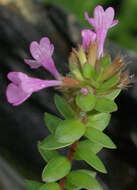 Image of Micromeria glomerata P. Pérez