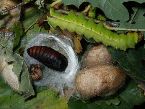 Image of Tussah moths