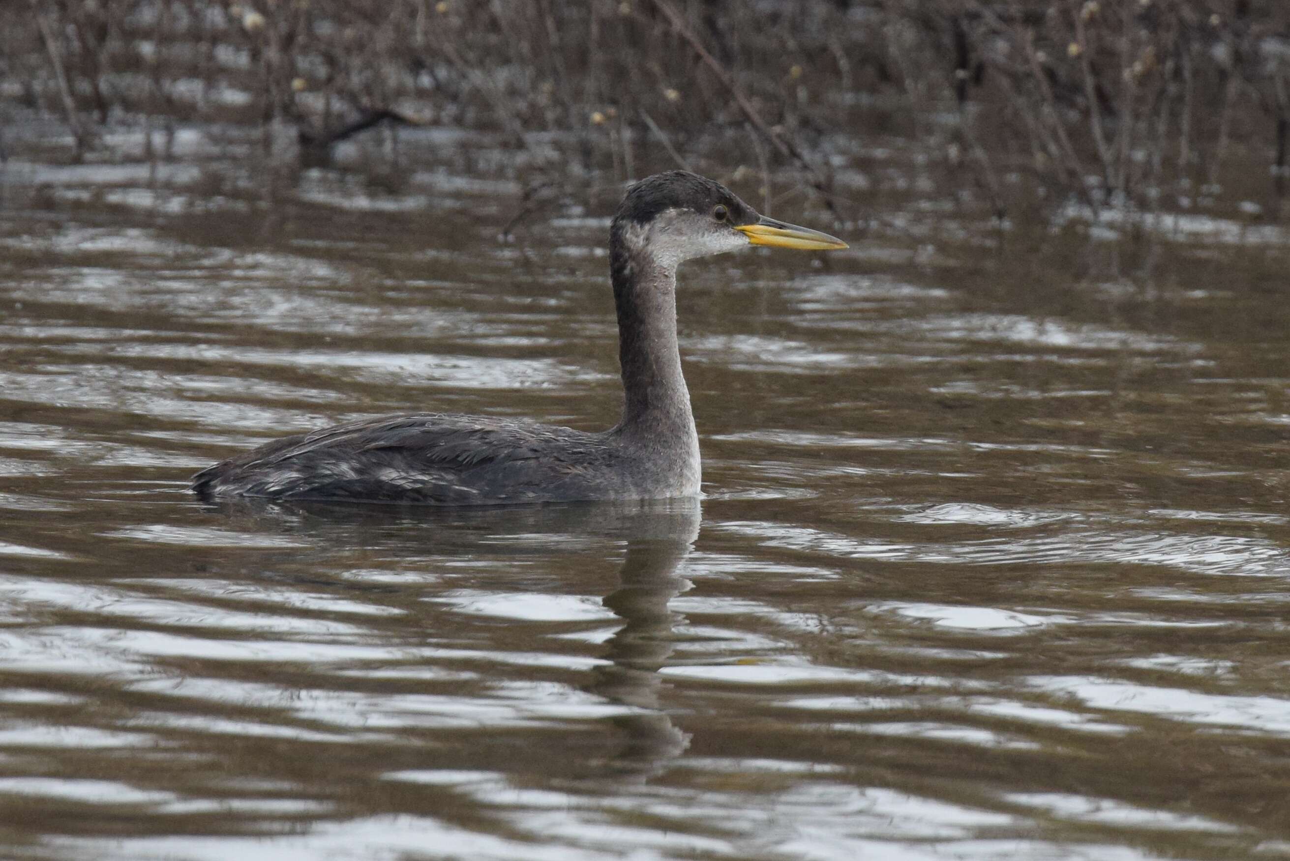 Image of Red-necked Grebe