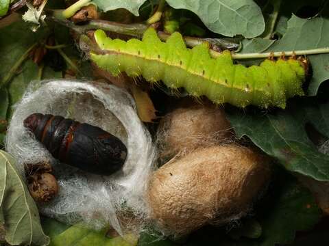 Image of Tussah moths