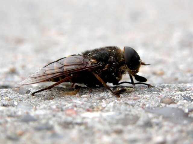 Image of horse and deer flies