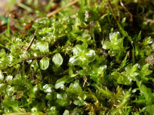 Image of elliptic plagiomnium moss