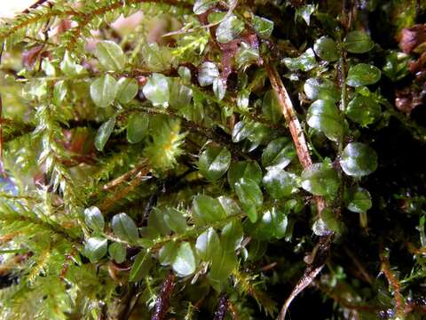 Image of elliptic plagiomnium moss