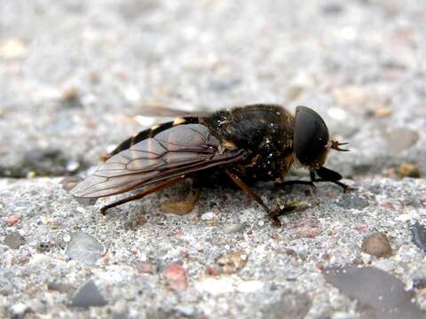 Image of horse and deer flies