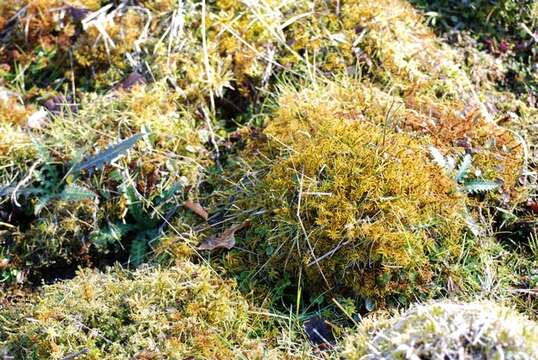 Image of helodium moss