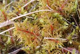 Image of hylocomium feather moss