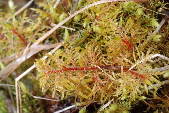 Image of hylocomium feather moss