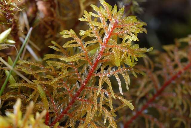 Image of hylocomium feather moss