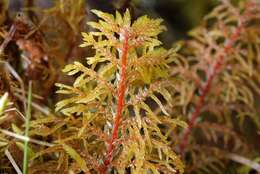 Image of hylocomium feather moss